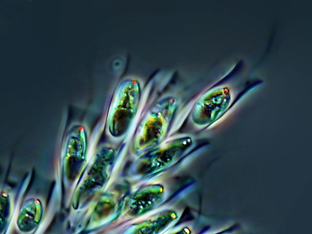 Stefansbachtal Gevelsberg Leben in Teich und Garten Becherbäumchen